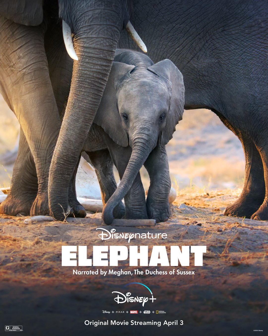 Nonton film Elephant (2020) layarkaca21 indoxx1 ganool online streaming terbaru